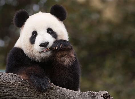 bored panda